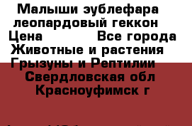 Малыши эублефара ( леопардовый геккон) › Цена ­ 1 500 - Все города Животные и растения » Грызуны и Рептилии   . Свердловская обл.,Красноуфимск г.